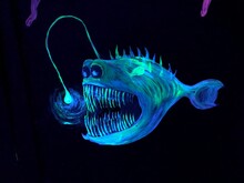 Deep Sea Freaky Sea Creature