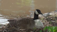A Mother Goose Sitting On Her Nest During Spring In The UK