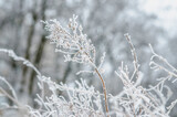 Fototapeta Natura - frost and snow on dry forest bushes