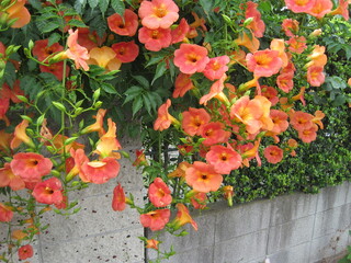 Wall Mural - campsis grandiflora	