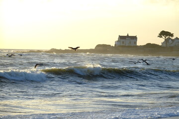 Wall Mural - Some birds playing with the wave during the sunset. Batz-sur-Mer, the 27th september 2021.