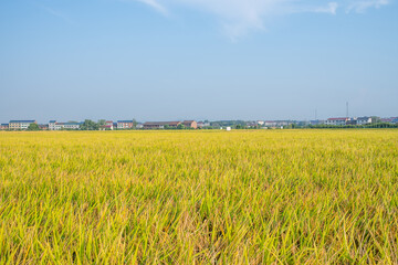 Wall Mural - Autumn golden yellow rice field background material