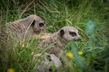 Poster - Two meerkats lying on a green grass