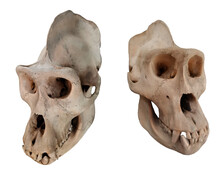 Gorilla Skull. Photo With Ape Bones.