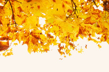 Autumn Season Maple Tree Branches With Yellow Leaves