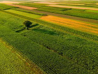 Wall Mural - Lonely Tree Stand Out of Colorful Crop Farm Fields in Agriculture Landscape in Slovenia Countryside