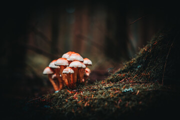 Canvas Print - Shallow focus of heap of red mushrooms on the ground in the forest with blurred background