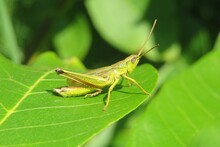 Beautiful Green Grasshopper On Leaf In Nature, Natural Green Background