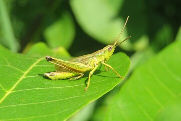 Green grasshopper on leaf in the garden, closeup