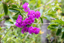 Lagerstroemia Indica Flower Is A Large Bouquet Of Purple Hanging From The Tree. Lagerstroemia Indica Flower Or Indian Lilac Flower Is A Large Bouquet Of Purple Hanging From The Tree.