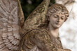 A sculpture of an angel with large open wings. A stone sculpture covered with moss. Catholic cemetery. A symbol of safety and security. Blurred background.