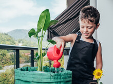 Content Boy With Watering Can And Blooming Sunflower On Balcony