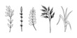Set of various decorative field and forest herbs in doodle style, linear freehand black outline drawing.