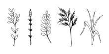 Set Of Various Decorative Field And Forest Herbs In Doodle Style, Linear Freehand Black Outline Drawing.