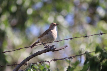 Naklejka na meble birds