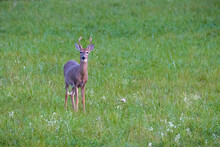 Young White-tailed Buck (Odocoileus Virginianus) In A Grass Field During Late Summer. Selective Focus, Background Blur And Foreground Blur. 
