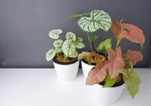 Caladium,Elephant Ear,Colocasia Esculenta, Bon Tree, Strawberry Star Has Beautiful Leaves With Pink Spots On The Leaves And Araceae,Syngonium Podophyllum,Syngonium Hybrid Pink, On Pot Black Background