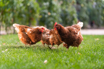 Poster - Rooster and chickens in the farmyard