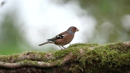 Wall Mural - Male Chaffinch Toying with a Seed in It's Mouth and Flying Off - Slow Motion