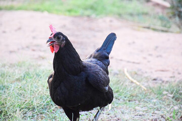 Canvas Print - Scenic view of a hen on the farm