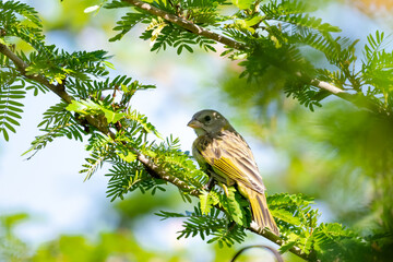 Female Saffron Finch, Sicalis flaveola, perching in a Calliandra tree with a blurred background in the Arima Valley, Trinidad.