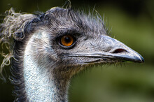The Emu (Dromaius Novaehollandiae) Is The Second-largest Living Bird By Height, After Its Ratite Relative, The Ostrich.