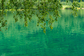 Green Olden water with leafs hanging down.