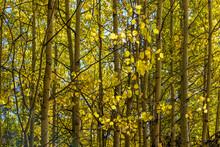 Yellow And Green Aspen Trees On The Mountainside Along Guanella Pass Road Of Colorado