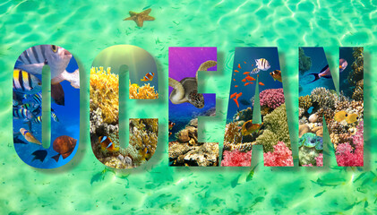 Wall Mural - underwater paradise background coral reef wildlife nature collage with shark manta ray sea turtle colorful fish with wave in fron