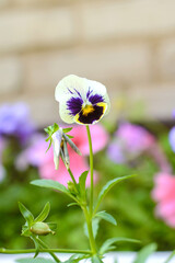 Poster - The pansy flower grows in the garden