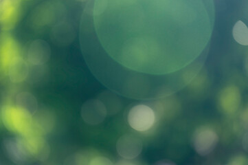 Poster - Green bokeh nature shiny background