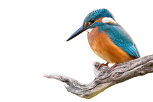Common Kingfisher, Alcedo Atthis, Sitting On Branch Isolated On White Background. Colorful Bird Resting On Wood Cut Out On Blank. Bright Winged Animal Looking On Tree With Copy Space.