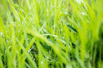 Fresh green grass with dew drops abstract blurred background. juicy young grass in sunlight rays. green leaf macro.