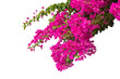 Bougainvillea flower isolated on a white background