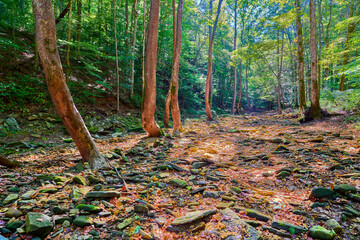 Wall Mural - Sunlit leaves on dry creek bed on the War Fork Creek in Jackson County, KY.