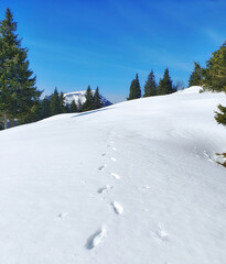 Canvas Print - Vertical shot of footprints on a snowy forest