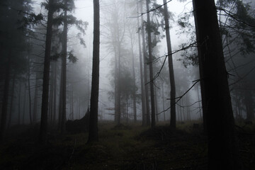  fog in the dark forest