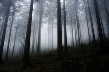  fog in the dark forest