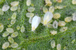 Adults, larvae and pupae of Glasshouse whitefly (Trialeurodes vaporariorum) on the underside of tomato leaves. It is a currently important agricultural pest.