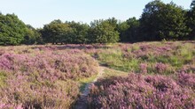 Beautiful Blooming Purple Heather At The End Of Summer Early Autumn In September At Sunset. Drone Flies Low Over The Heath To Green Trees