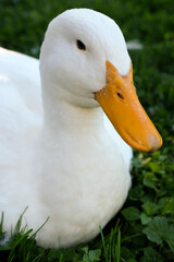 Adult American Pekin Ducks