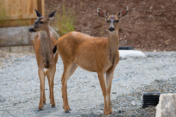 2021-09-28 two deer standing in a construction site in stanwood washington