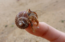 Hermit Crab On The Top Of The Finger 