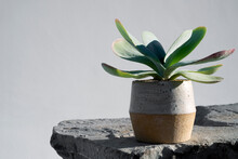 Kalanchoe Luciae  Paddle Plant In A Beautiful Ceramic Two Tones Pot In Hard Desert Sunlight.  Desert Botanical Still Life Photography