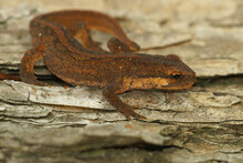 Closeup On A Terrestrial Subabult Common Palmate Newt, Lissotriton Helveticus