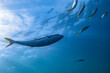 A Kingfish Hunts as it Swims Through a School of Fish