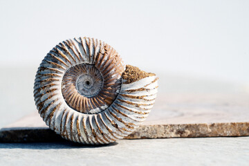 Ammonite fossil nautilus seashell on stone.  Natural object still life photography.