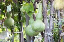 Green Gourd Lagenaria Siceraria