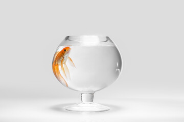 Wall Mural - Beautiful gold fish in bowl on light background