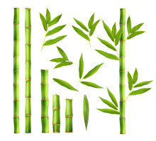 Green Bamboo With Leaves Isolated On White Background